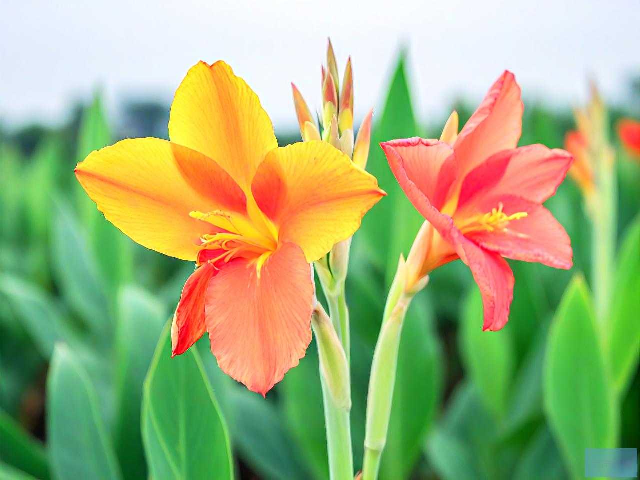 美人蕉花败了怎么修剪
