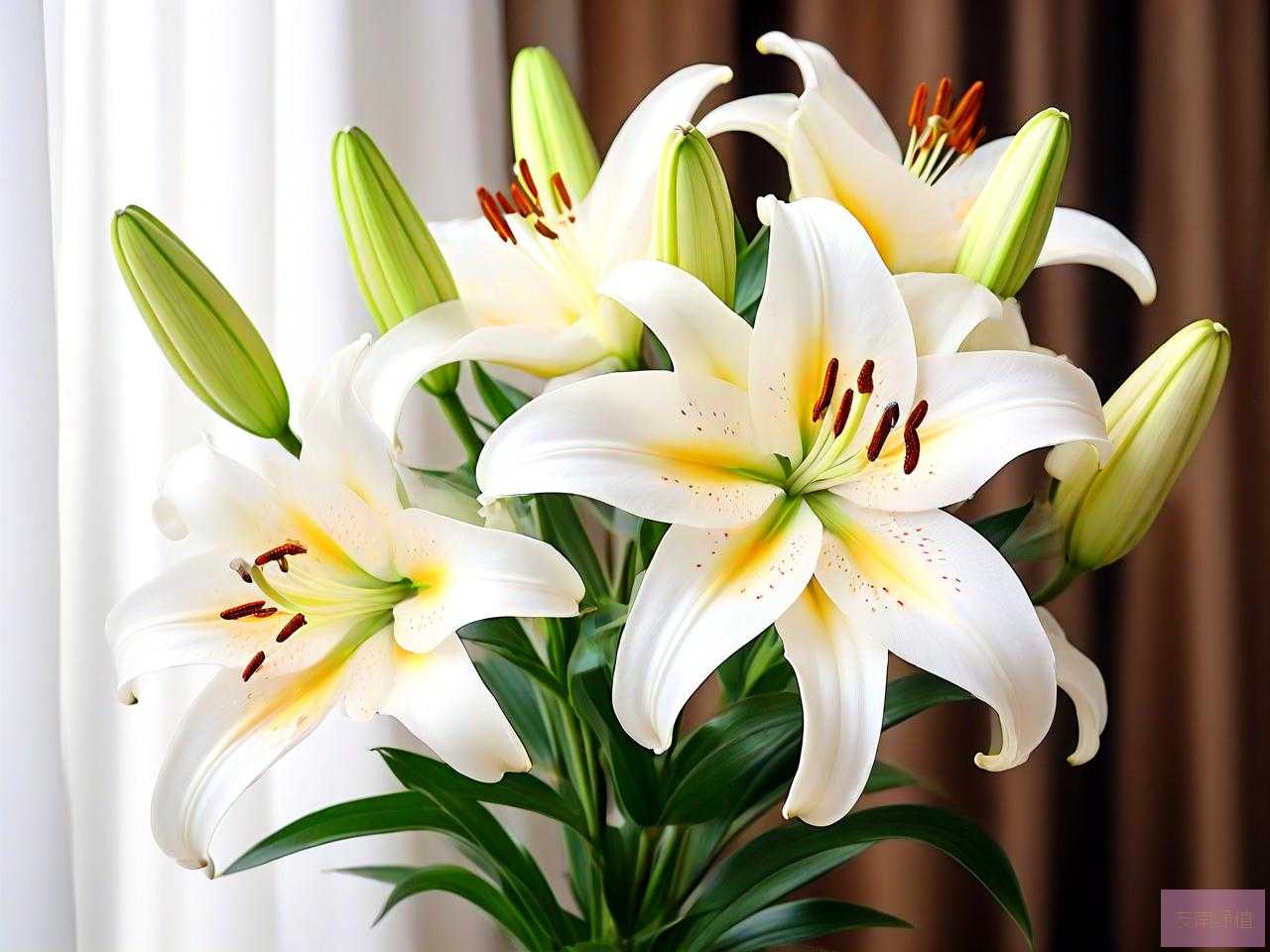 百合花在屋里养可以吗