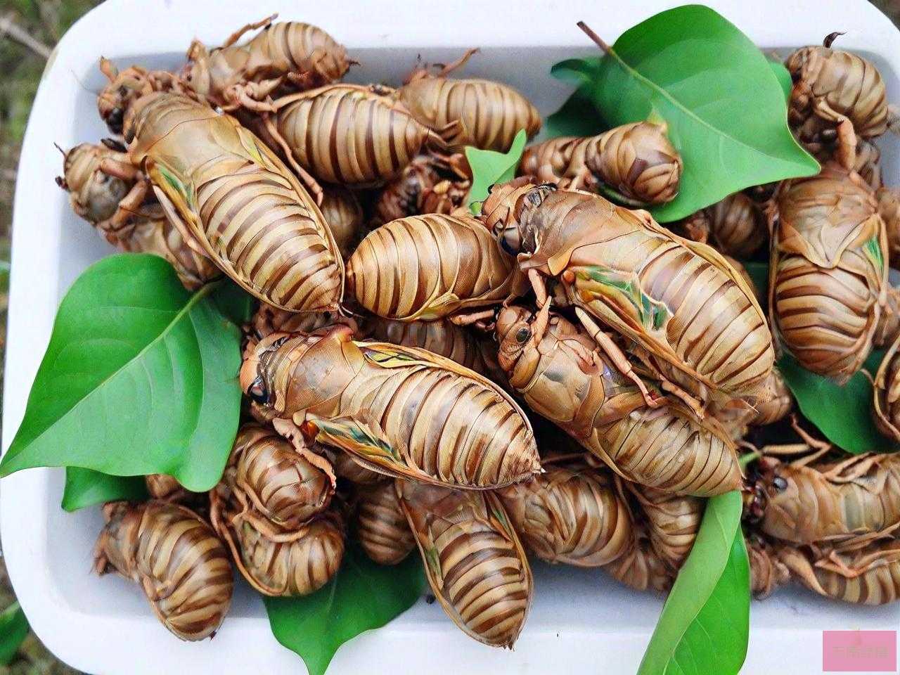 金蝉花价格多少钱一斤