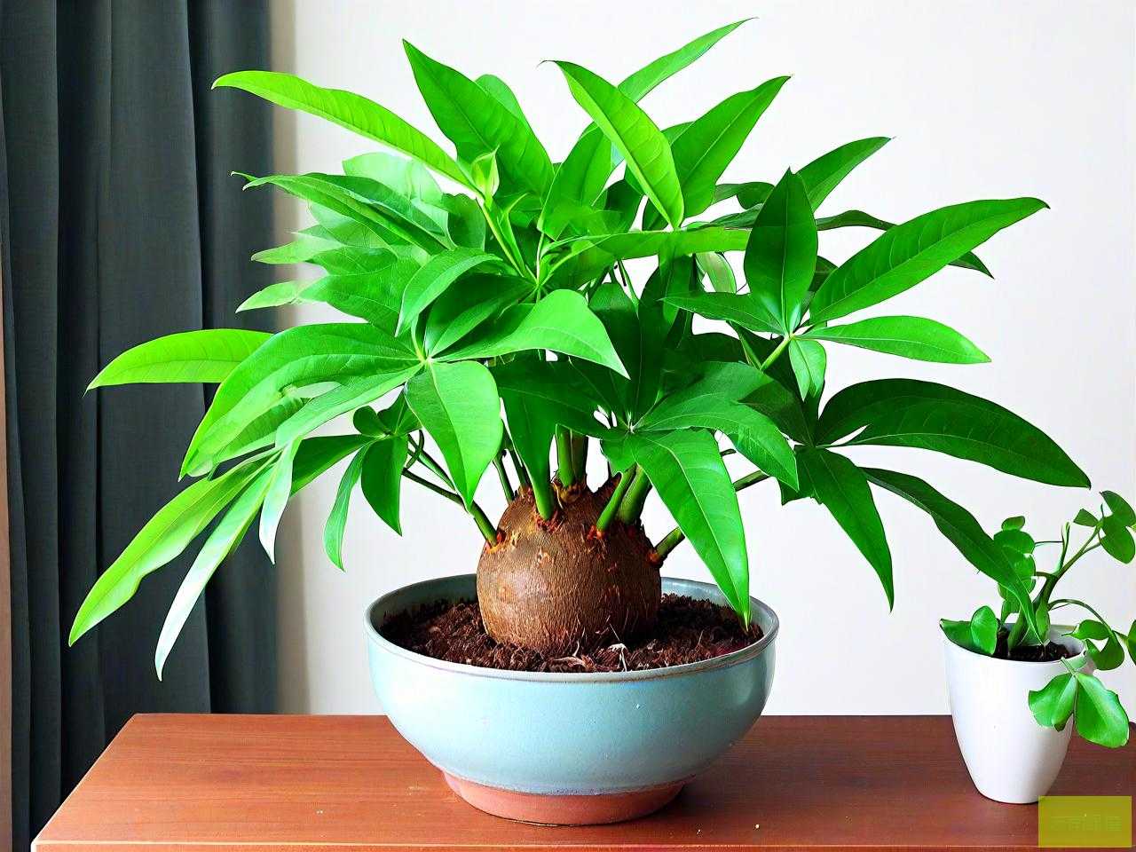 绿植发财树的养殖方法