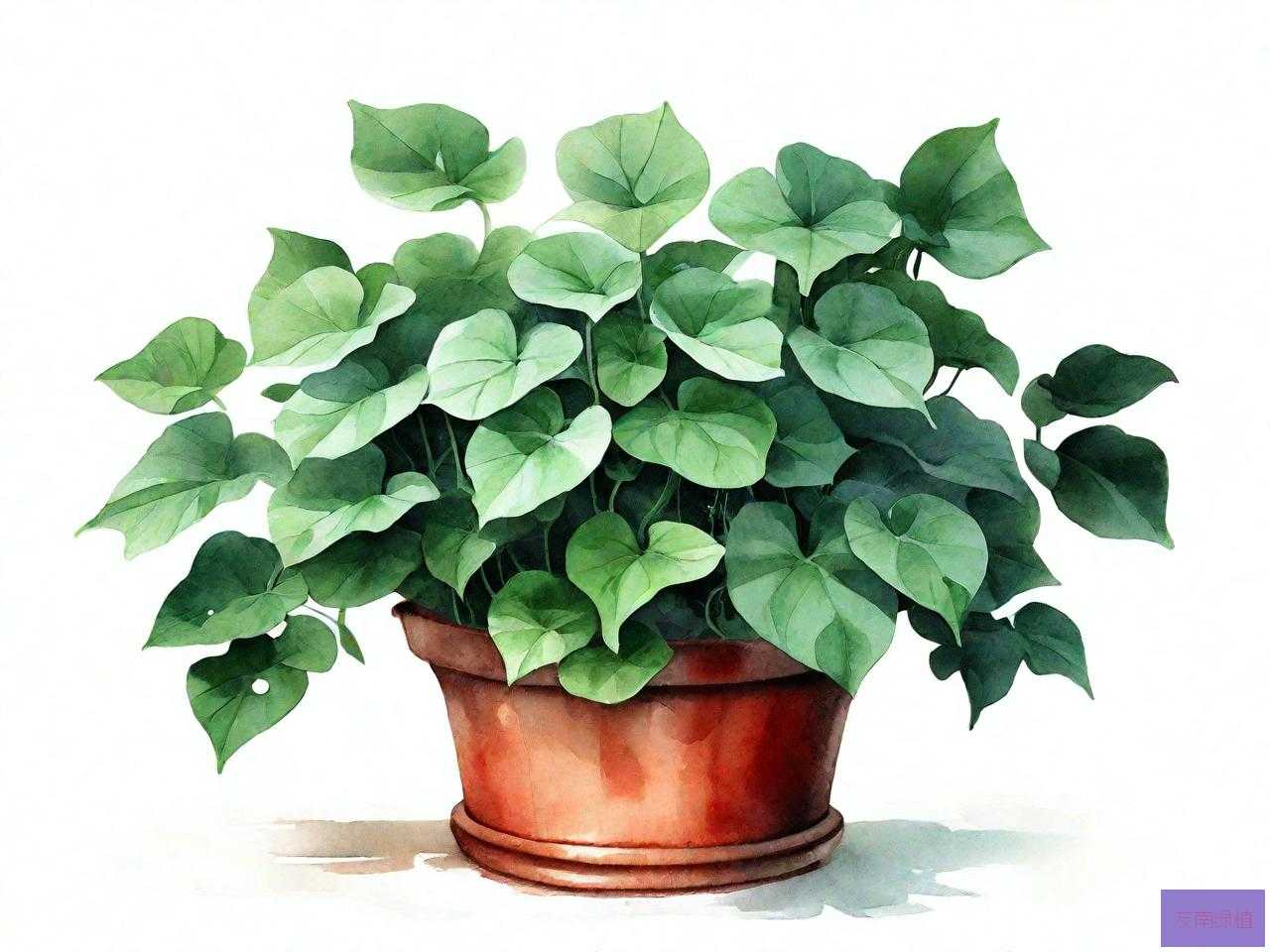 中华常春藤怎么养