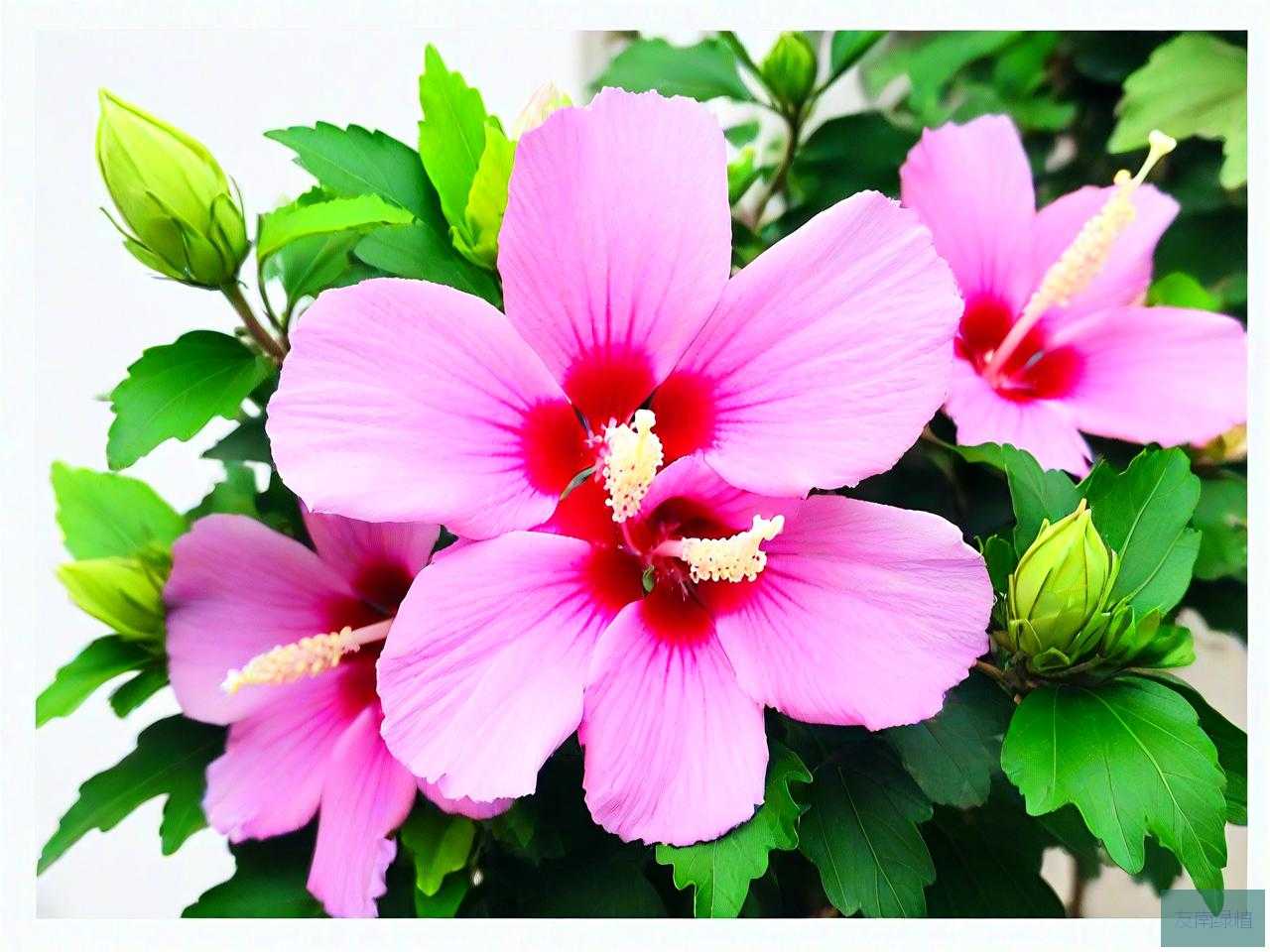北方家里木槿花怎么养