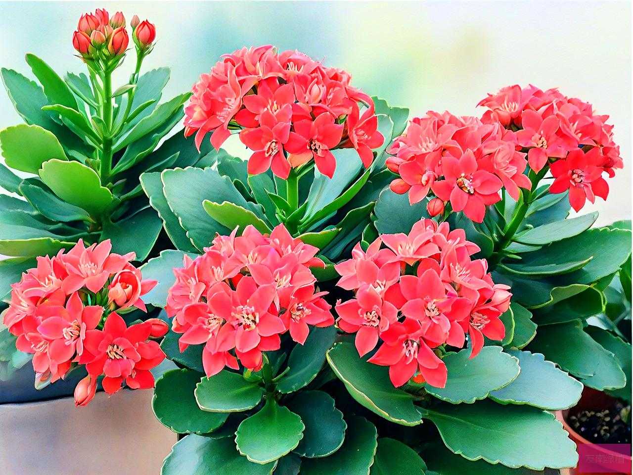 长寿花怎么养家庭养法