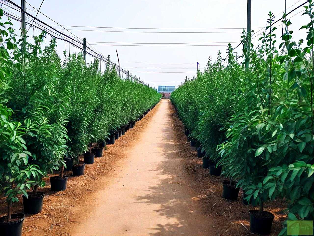 新乡果树苗的批发市场