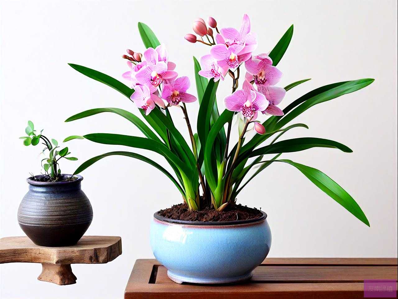 家里养什么兰花风水好