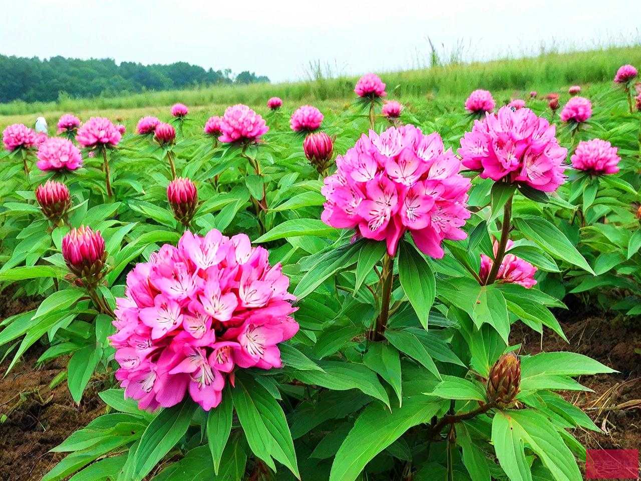 七叶一枝花一亩地产量