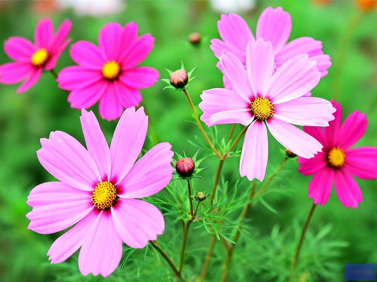 格桑花是什么地方的花