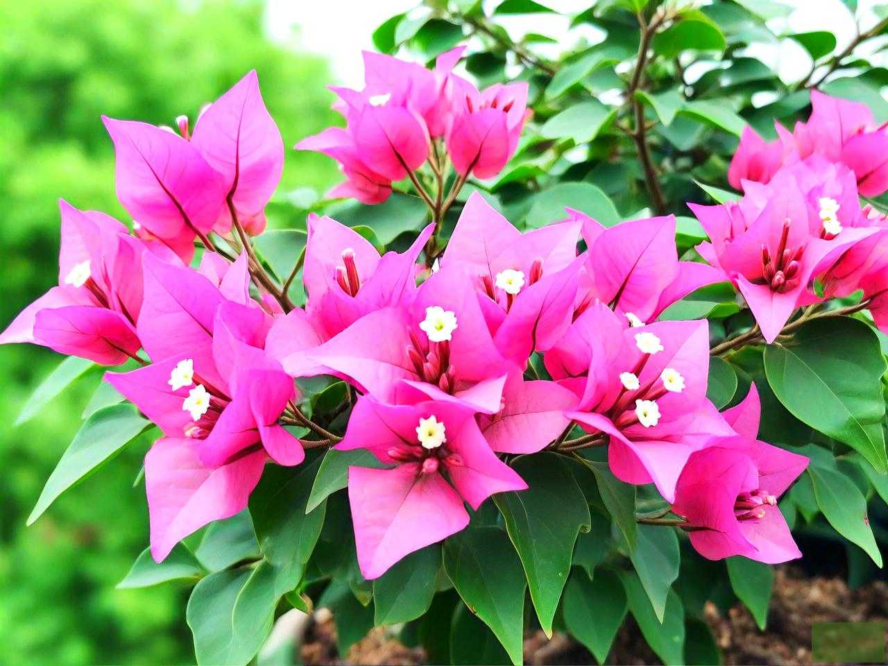 三角梅开花后怎么养护