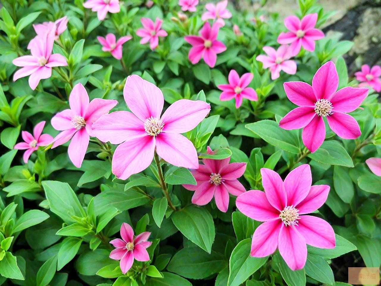 三七花儿童能泡水喝吗