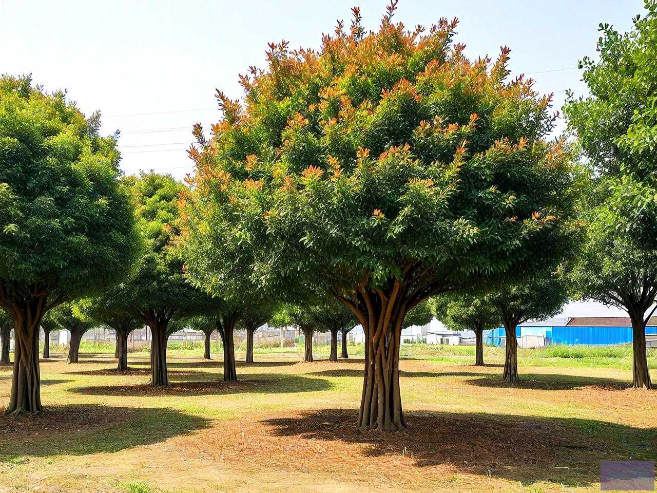 45公分香樟树市场价