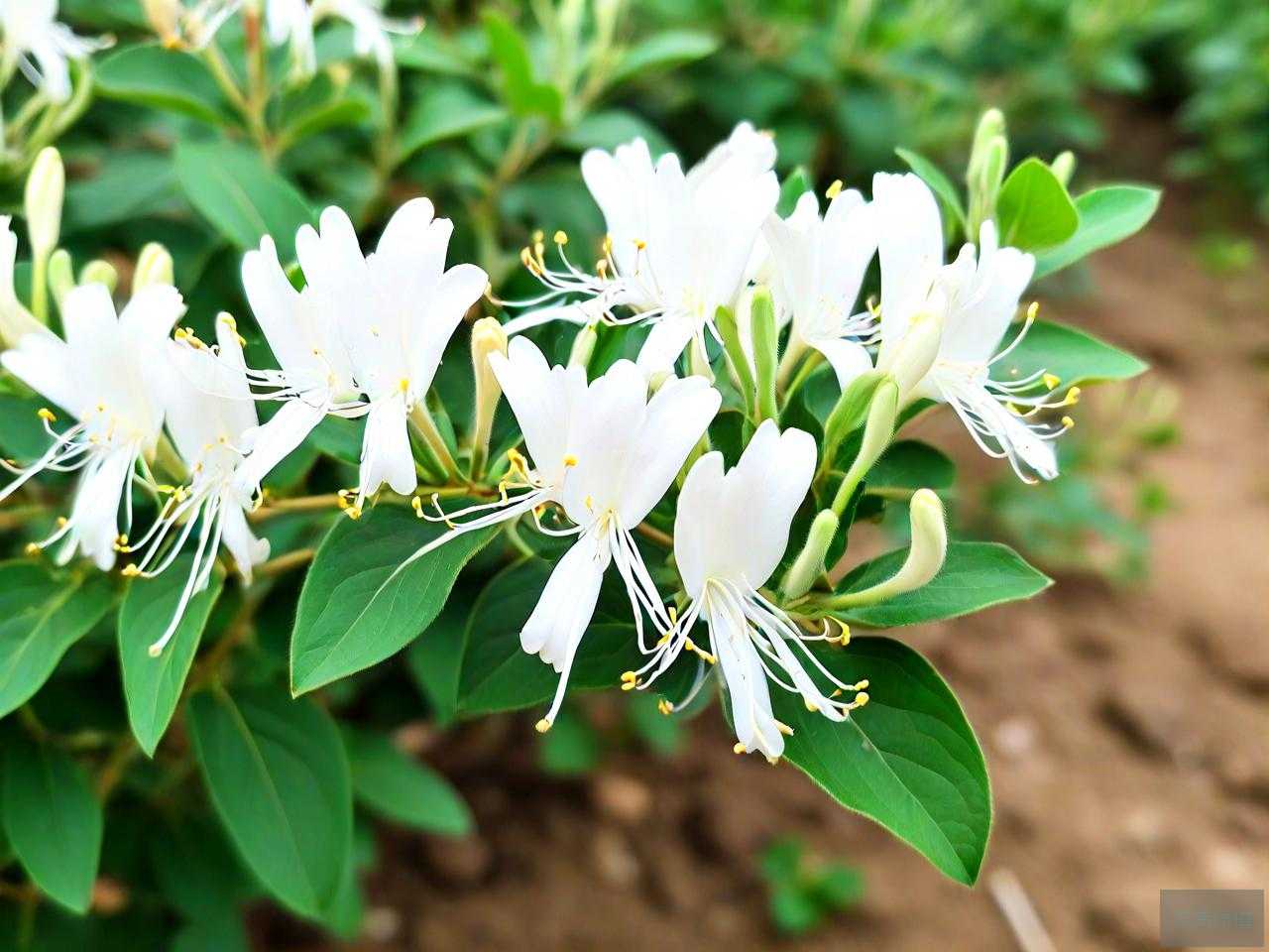 金银花苗哪里有出售的