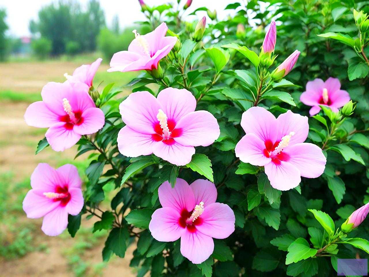 院子里可以种木槿花吗
