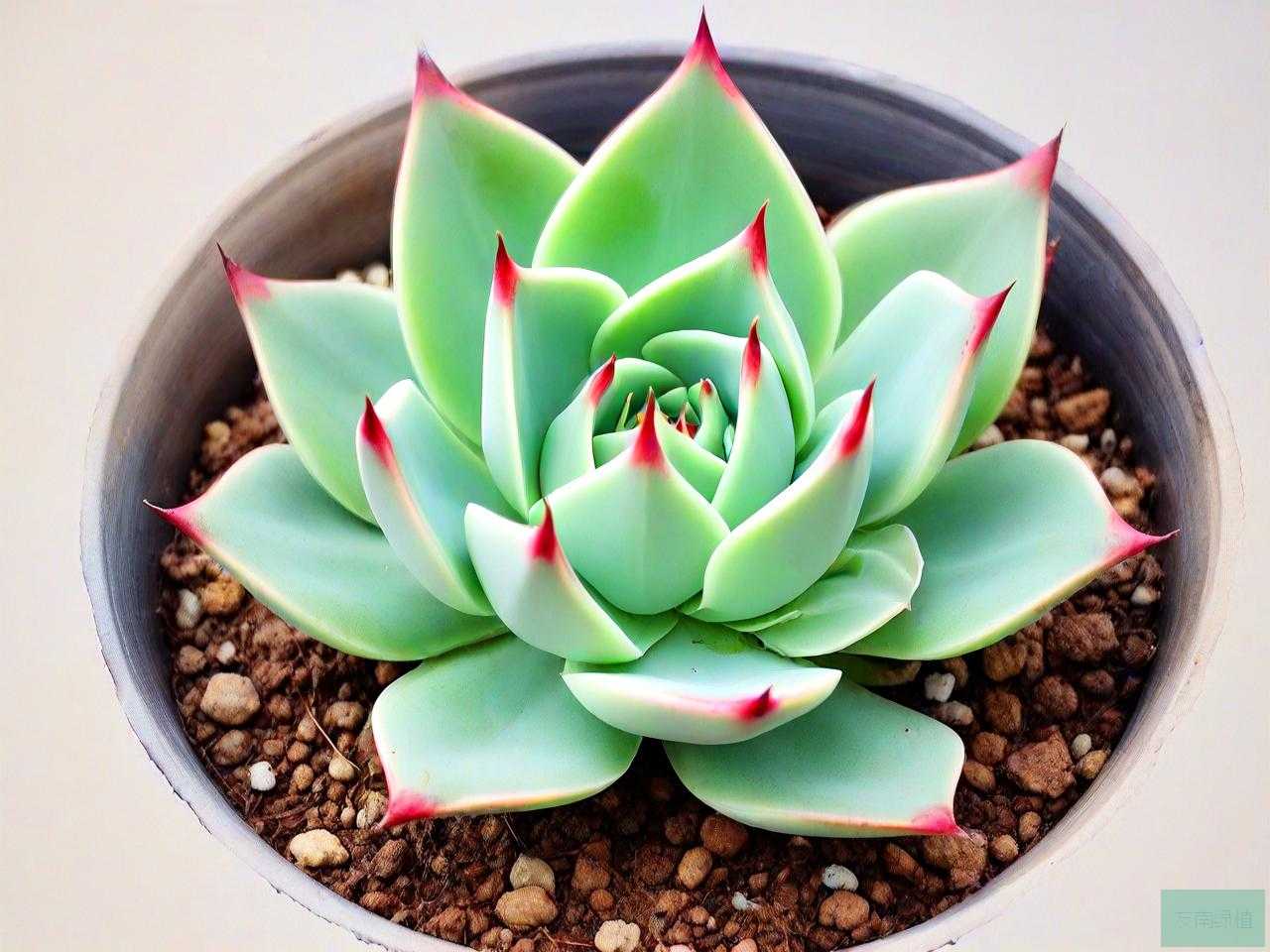 多肉植物碧玉莲怎么养