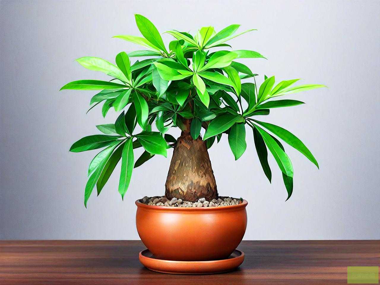 属狗的人养发财树好吗