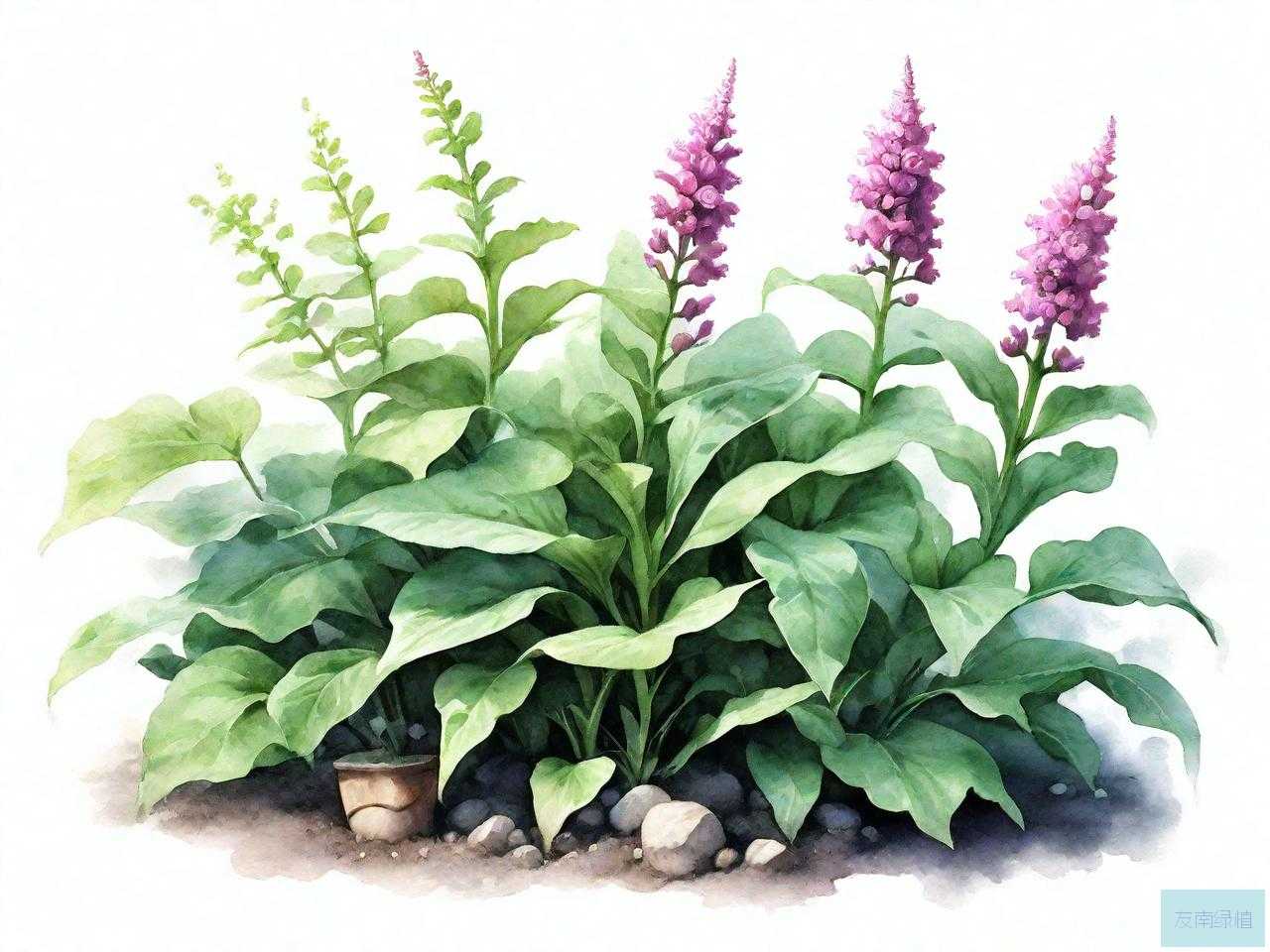 有毒园林植物