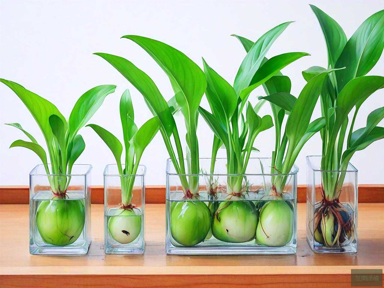 夏天水培植物如何防蚊