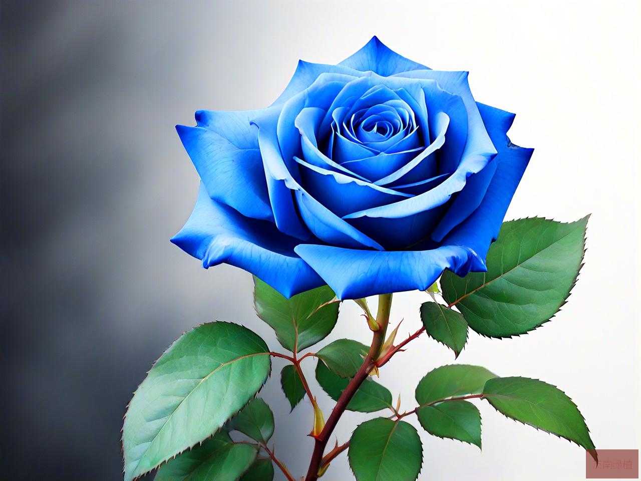 蓝色妖姬月季花好养吗