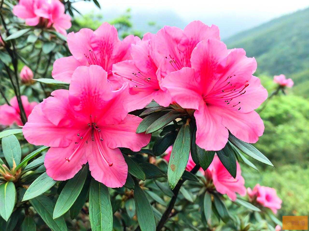 贵州杜鹃花最佳观赏期