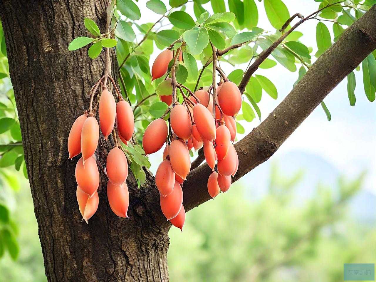 皂角米生长在什么树上