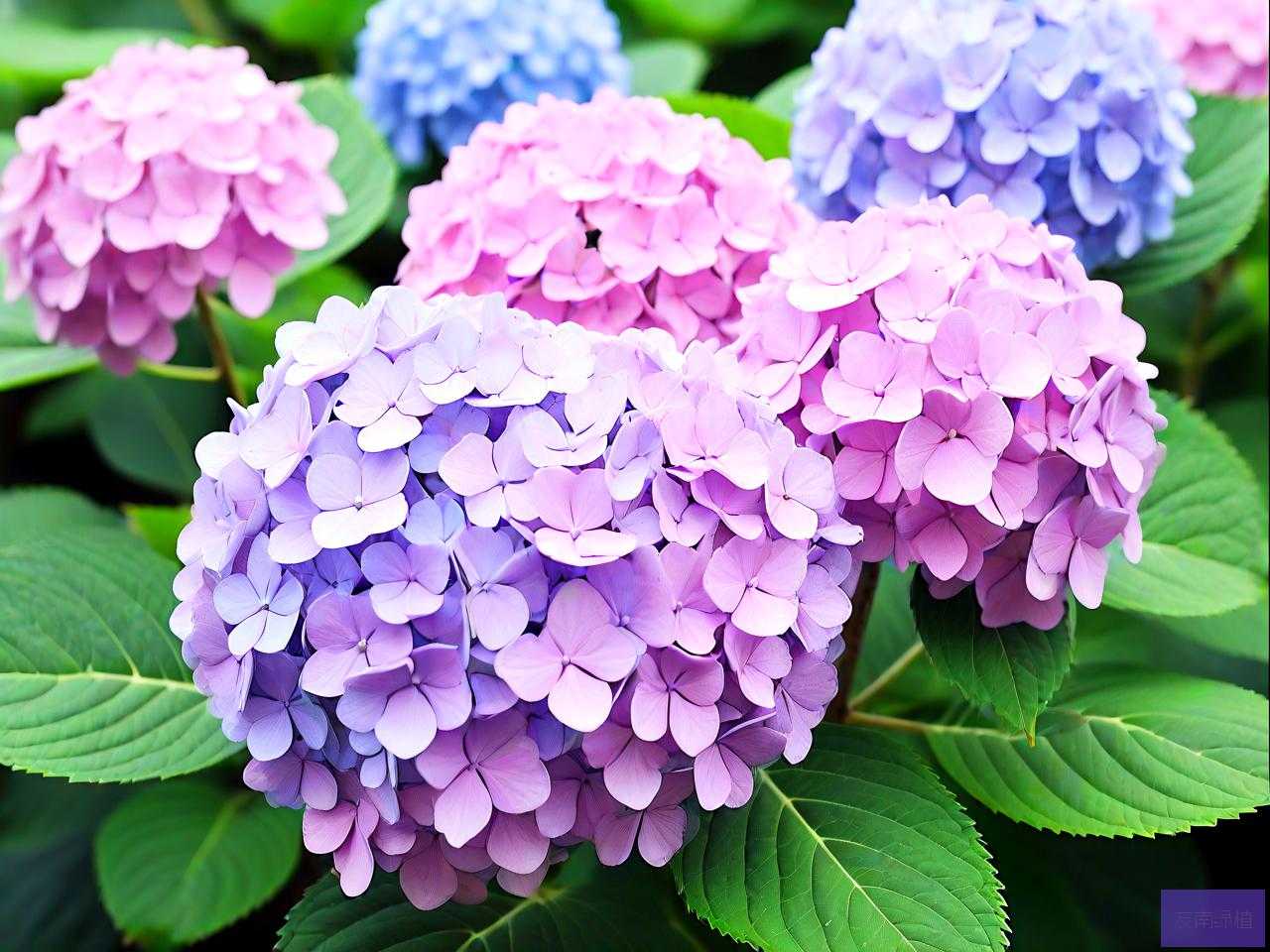 绣球花怎么醒花比较好