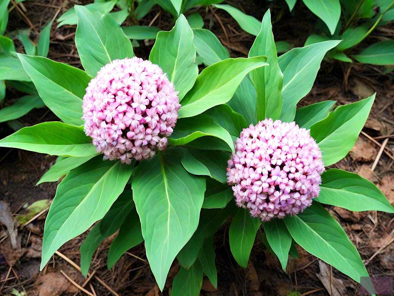 七叶一枝花多少钱一斤