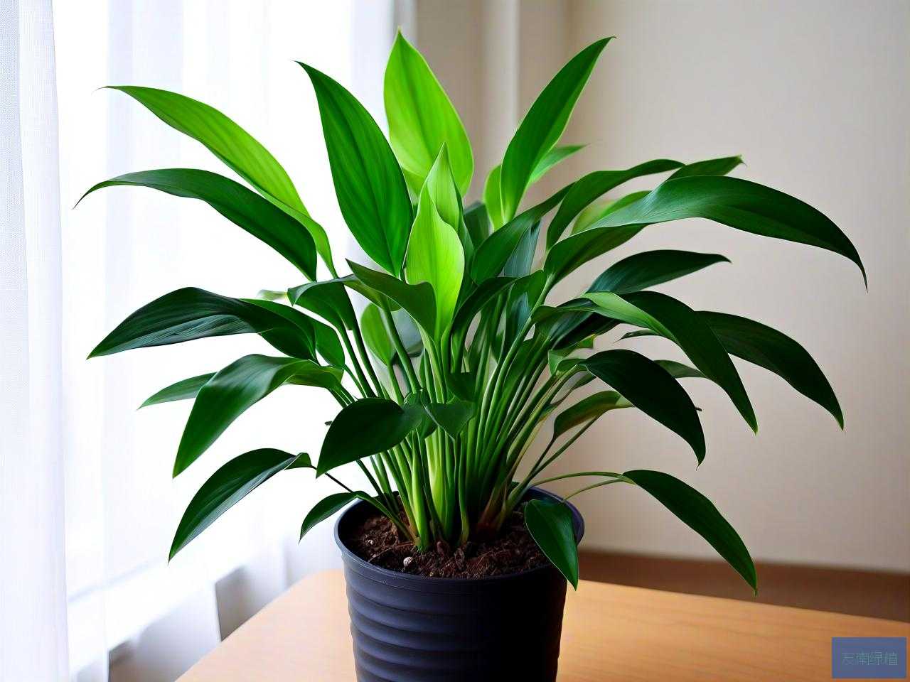 室内绿植吸甲醛哪家好
