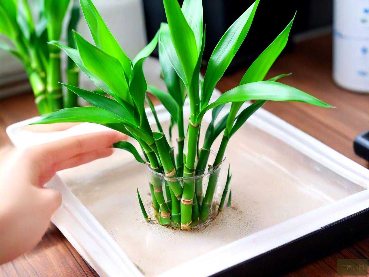 水养富贵竹有虫怎么办
