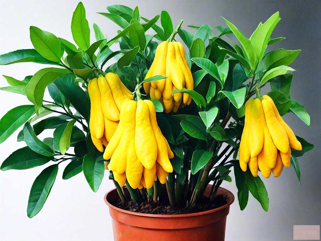 佛手植物怎么养殖方法