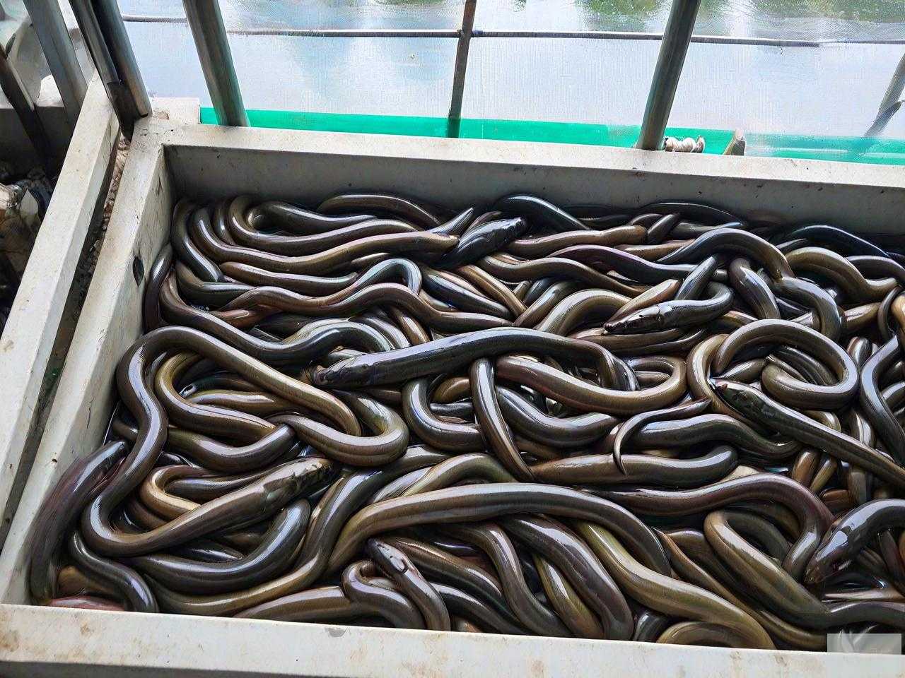 黄鳝室内立体养殖技术