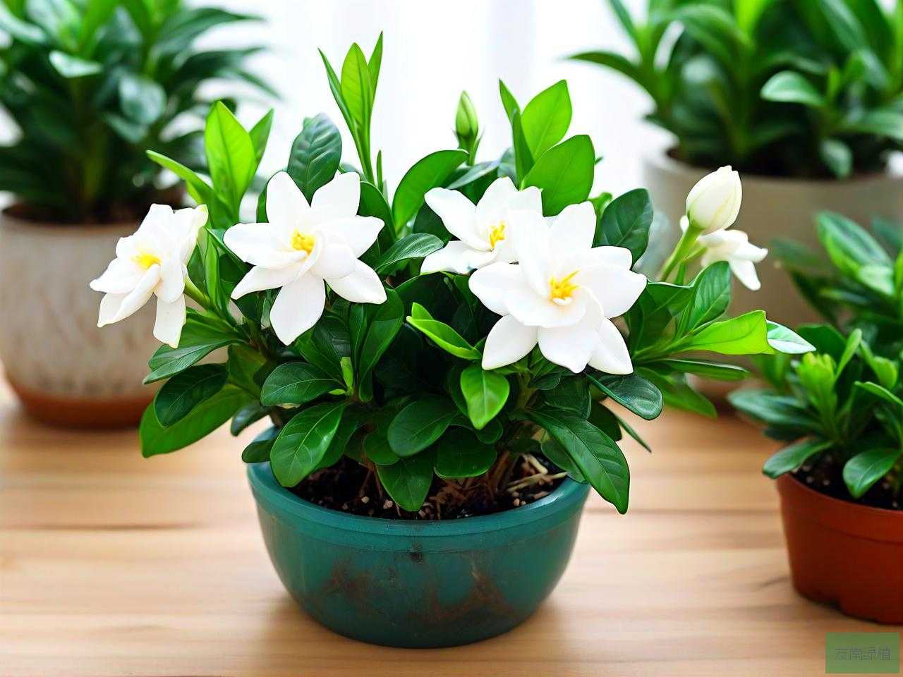水培栀子花的养殖方法