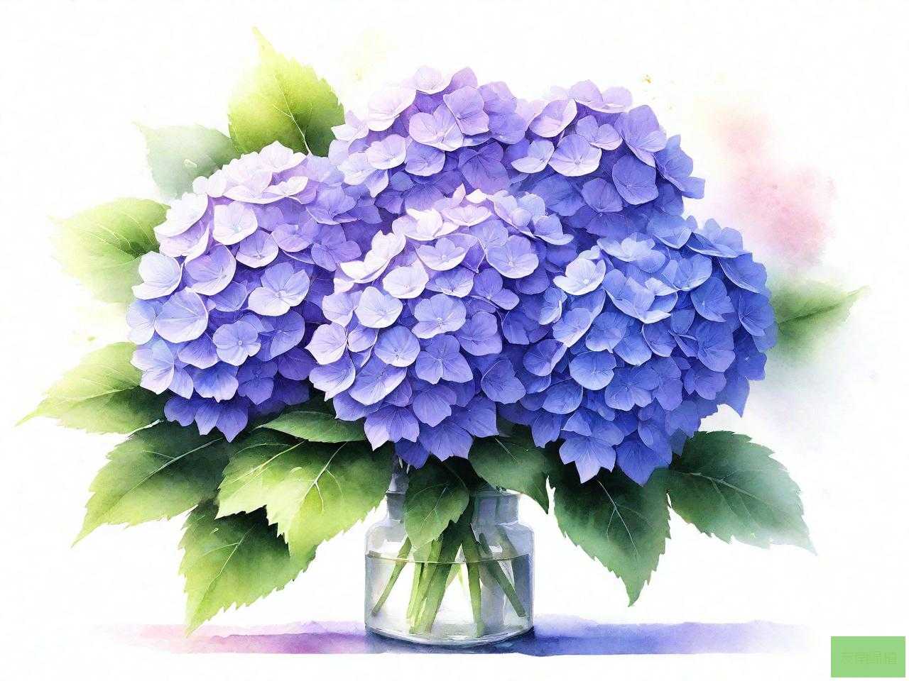 绣球花醒花的方法