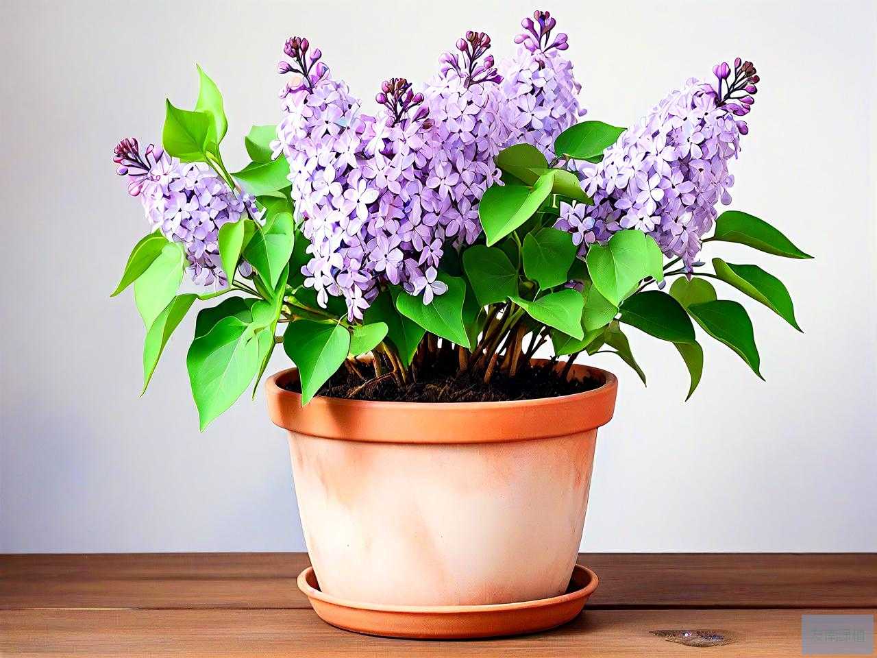 丁香花盆栽的养殖方法
