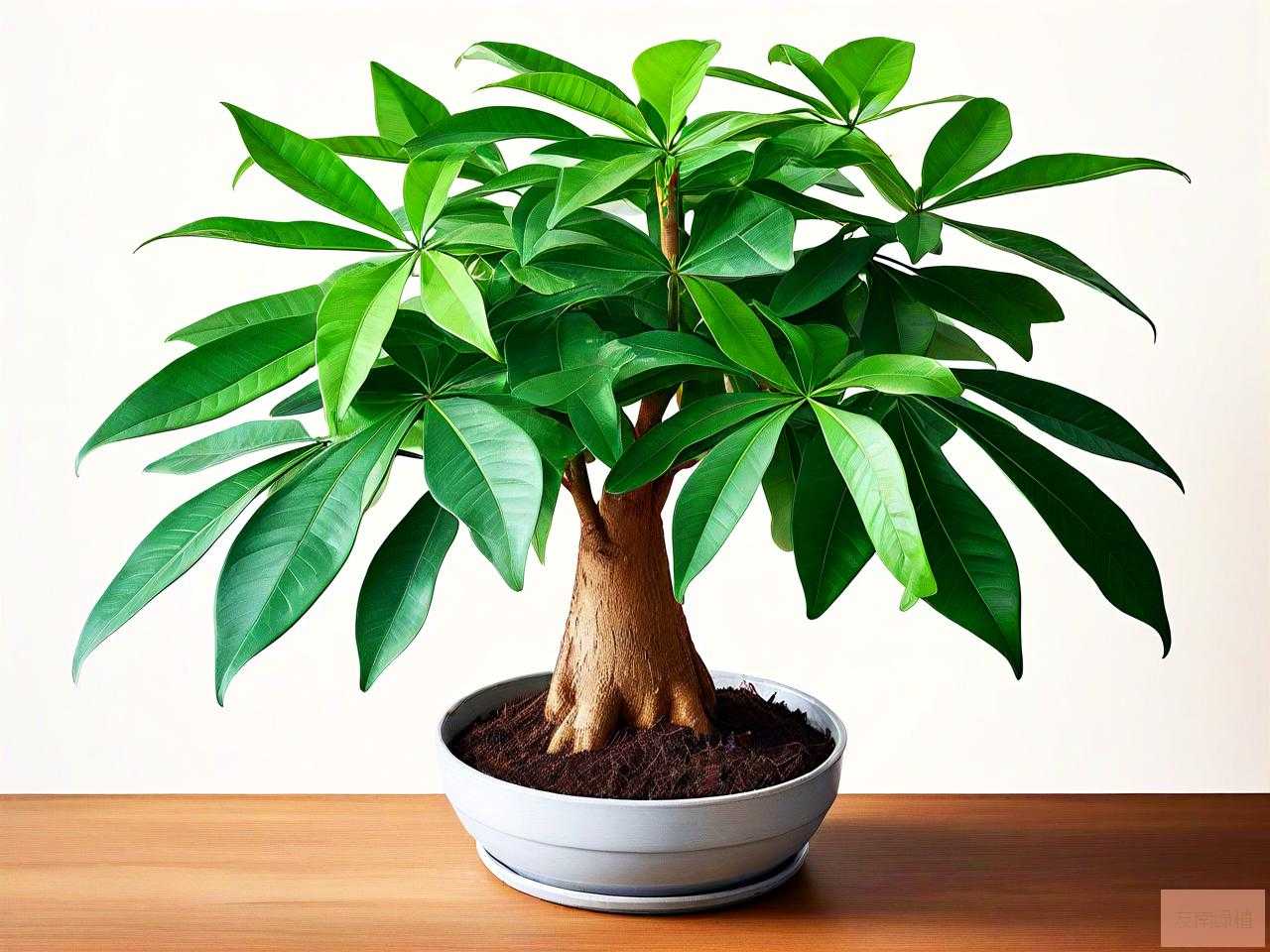 发财树适合在家里养吗
