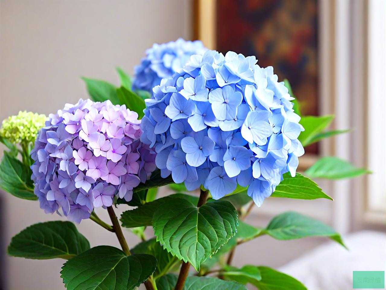 洋绣球花能放卧室里吗