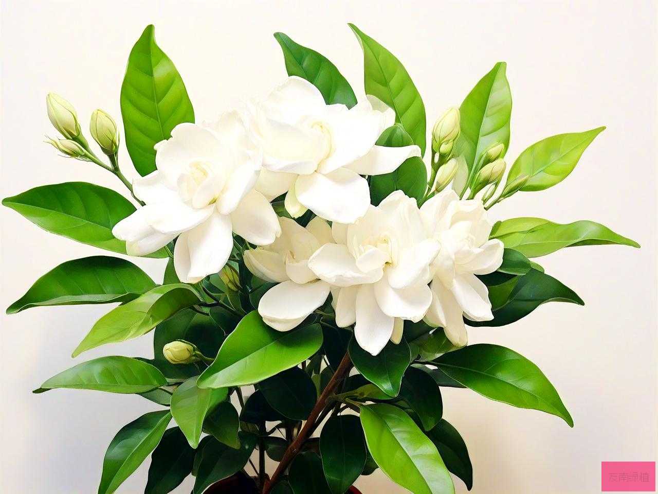 如何养好茉莉花的方法