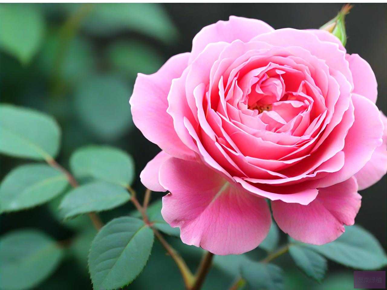 花期最长最好养的月季