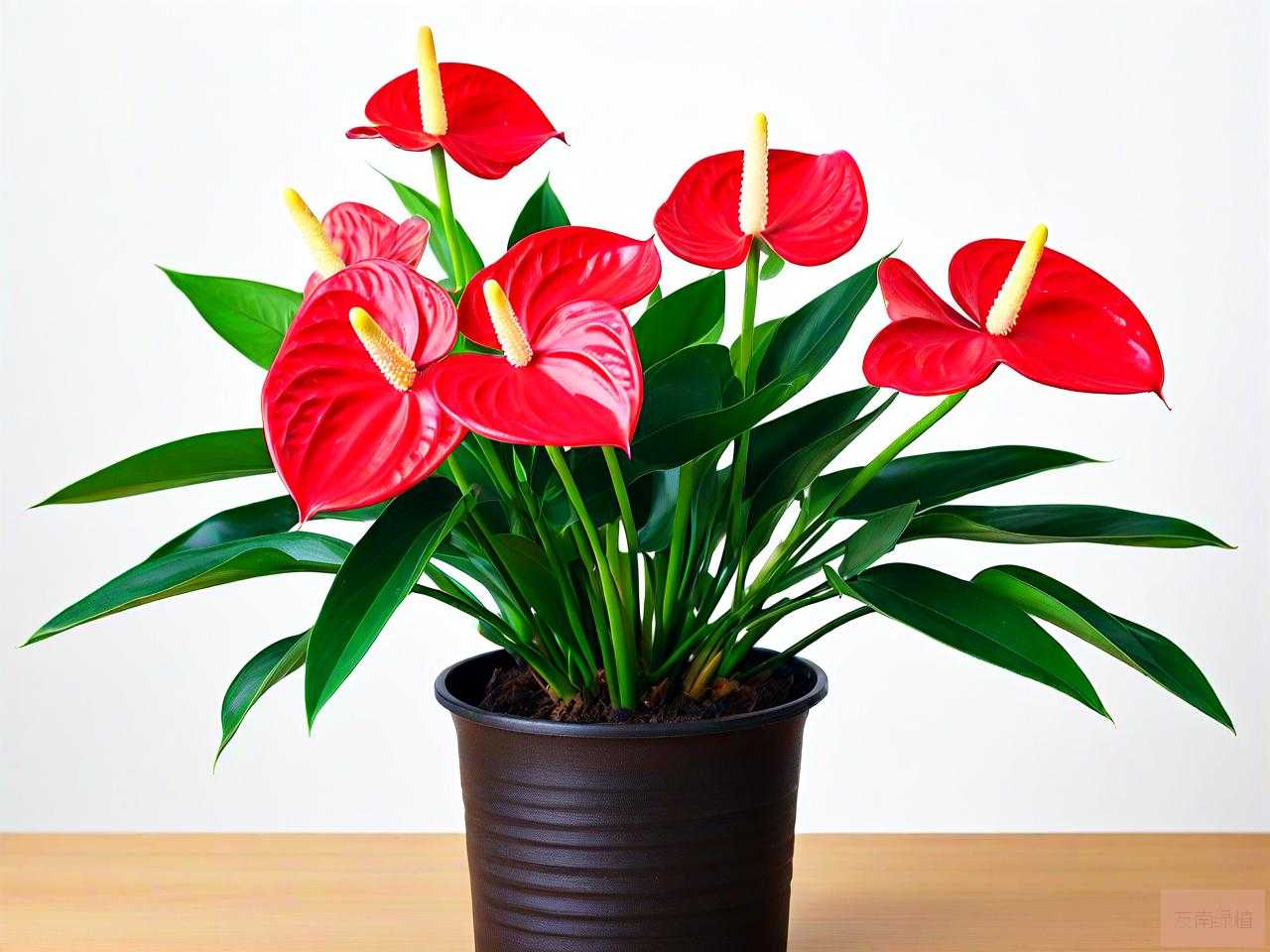 红掌花适合在室内养吗