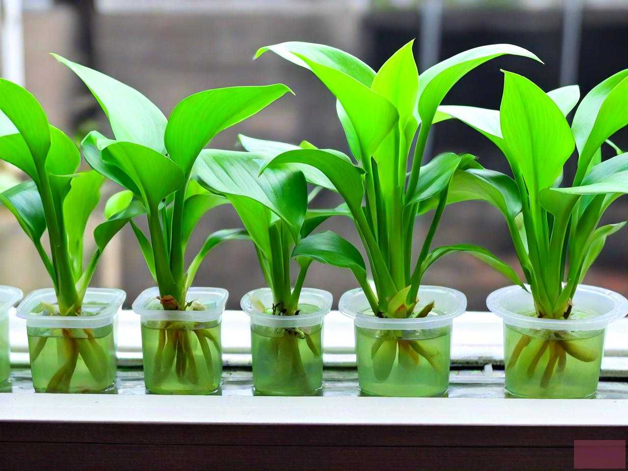 水培绿萝水发绿怎么办