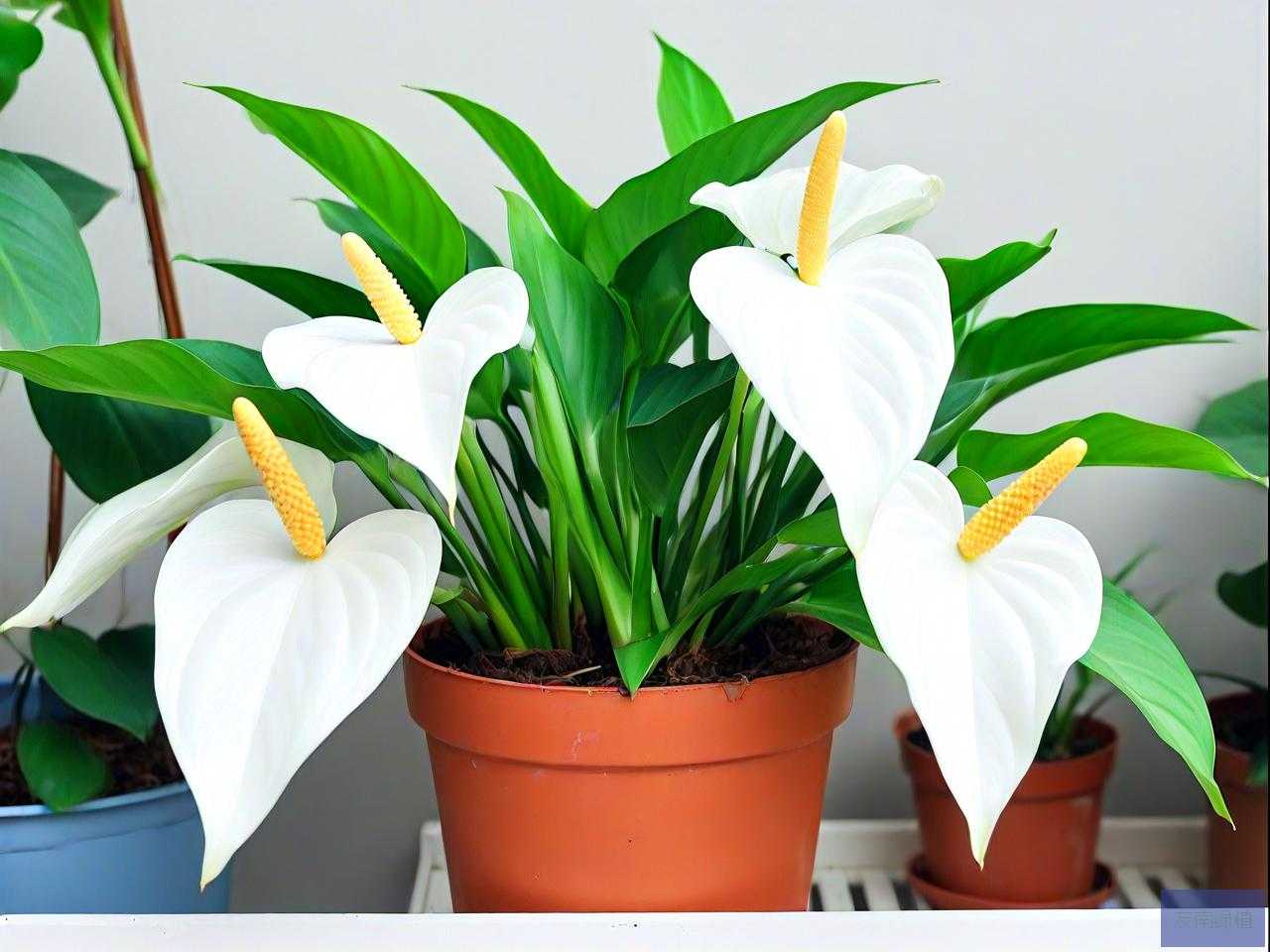 白鹤芋的水培养殖方法