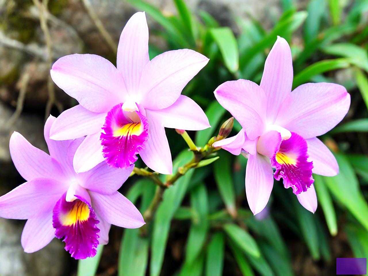 石斛花和石斛哪个更好