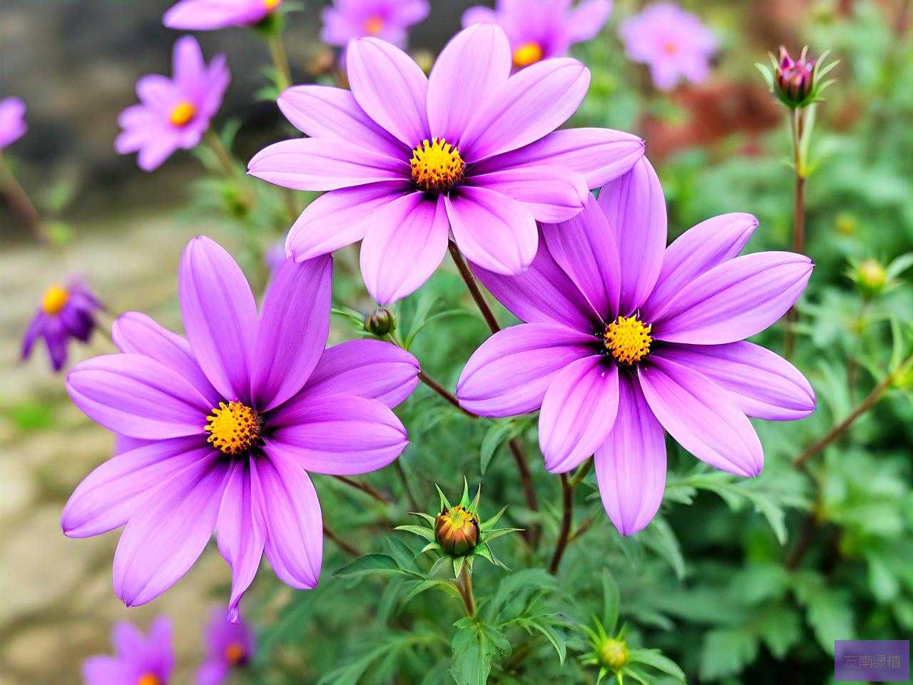 昆明紫色的花是什么花