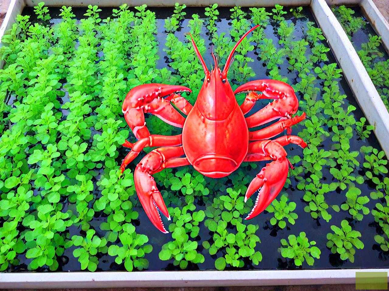 龙虾养殖水草栽植品种
