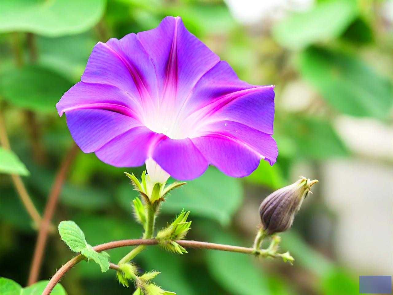 牵牛花的种子长什么样
