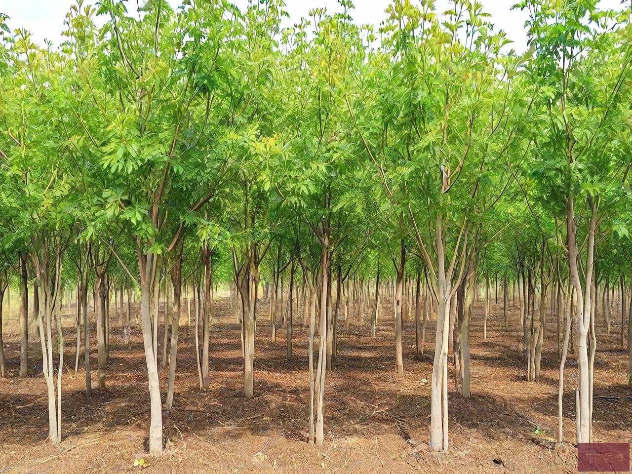 文冠果树苗多少钱一颗
