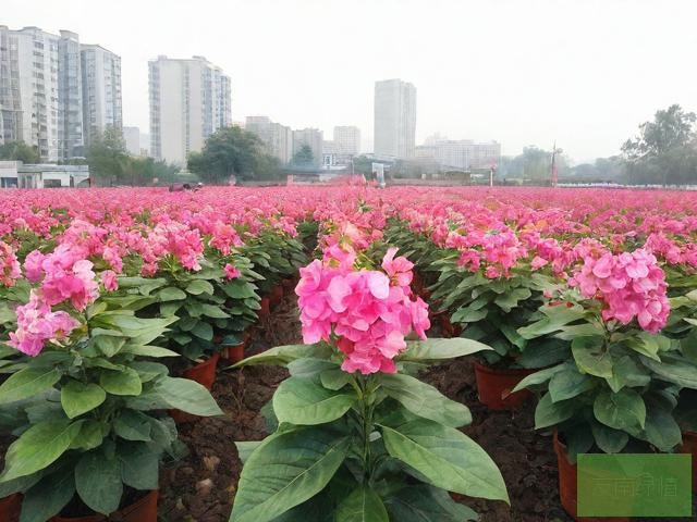 安康市汉滨区宏顺苗木花卉种植有限责任公司
