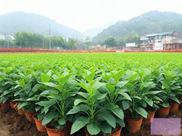 安康市汉滨区宏顺苗木花卉种植有限责任公司