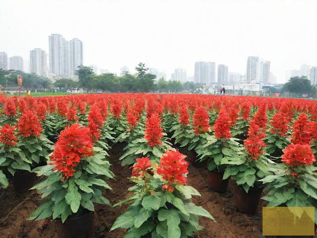 安康市汉滨区宏顺苗木花卉种植有限责任公司