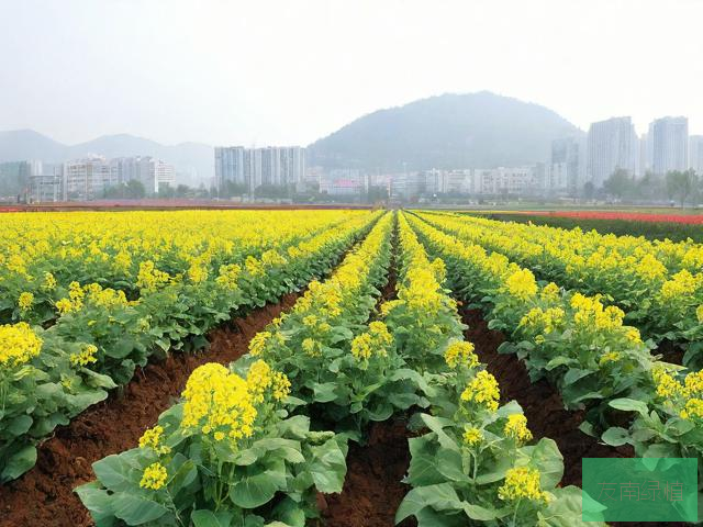 安康市汉滨区宏顺苗木花卉种植有限责任公司