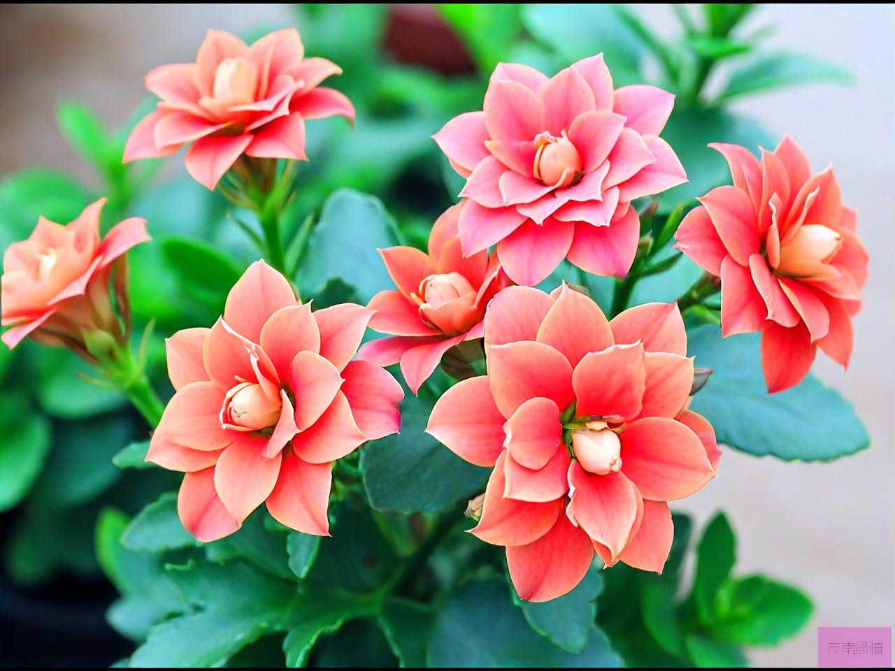 长寿花怎么养才能养好