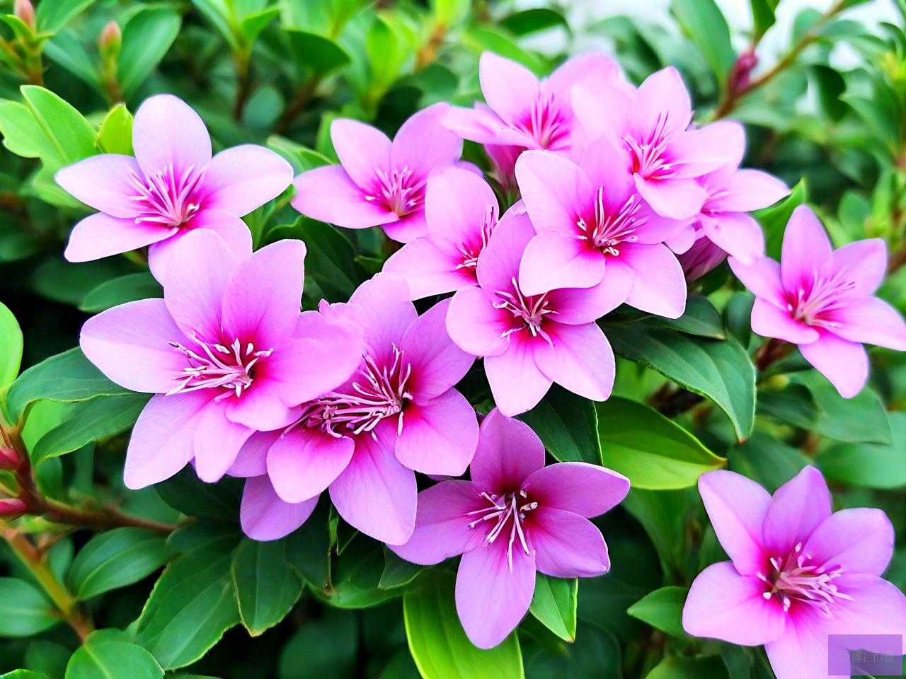 海南三七花有什么作用